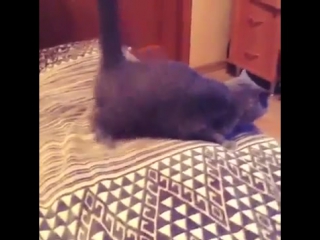 pussy dancing twerk